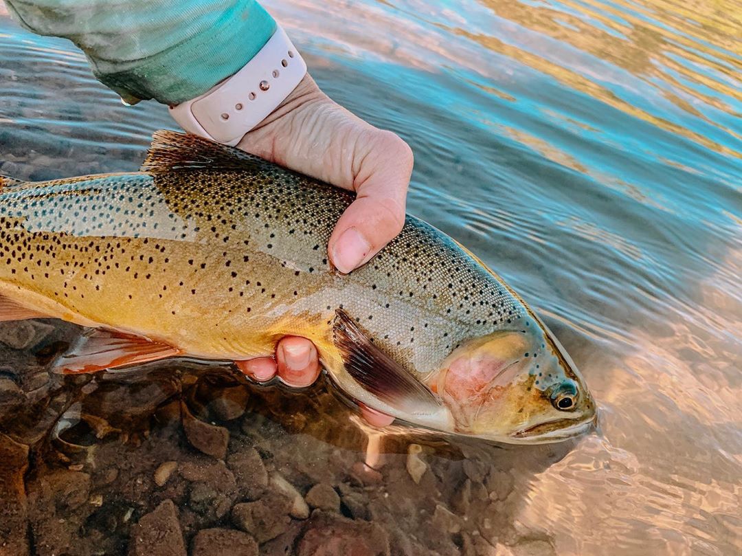 beautiful trout held