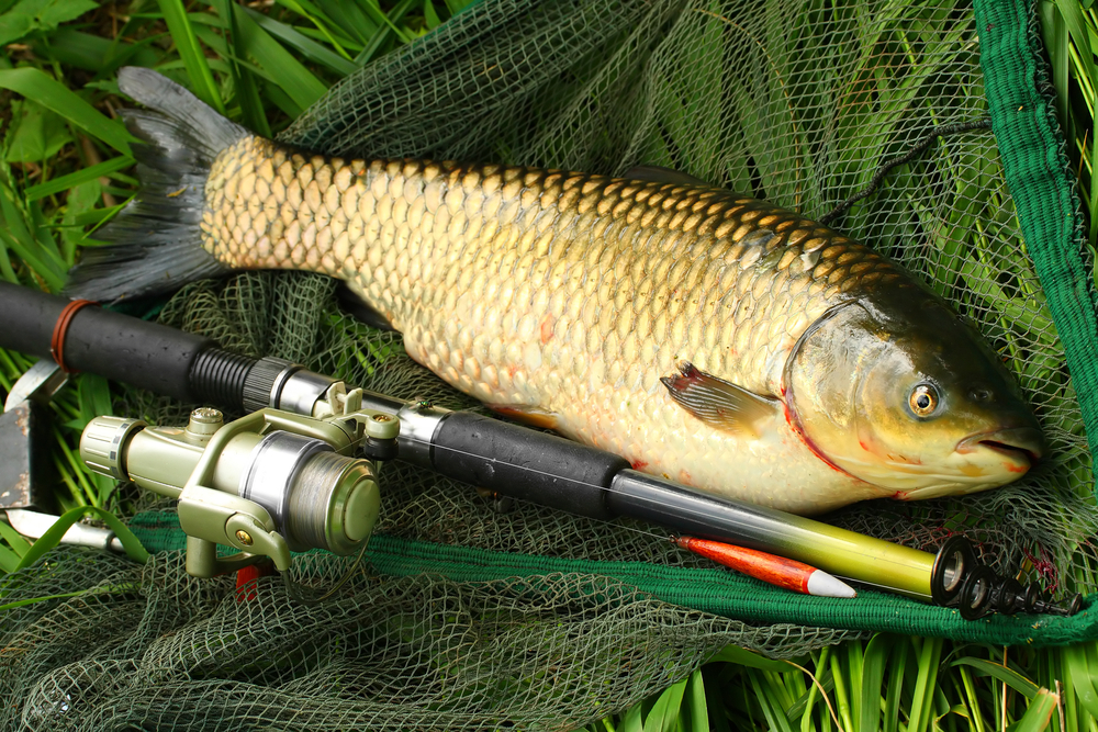 How to catch Grass Carp - Call of the wild