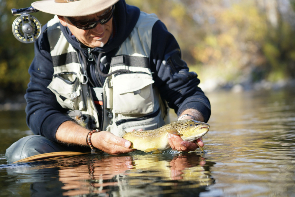 catching a brown trout by a fly fisherman