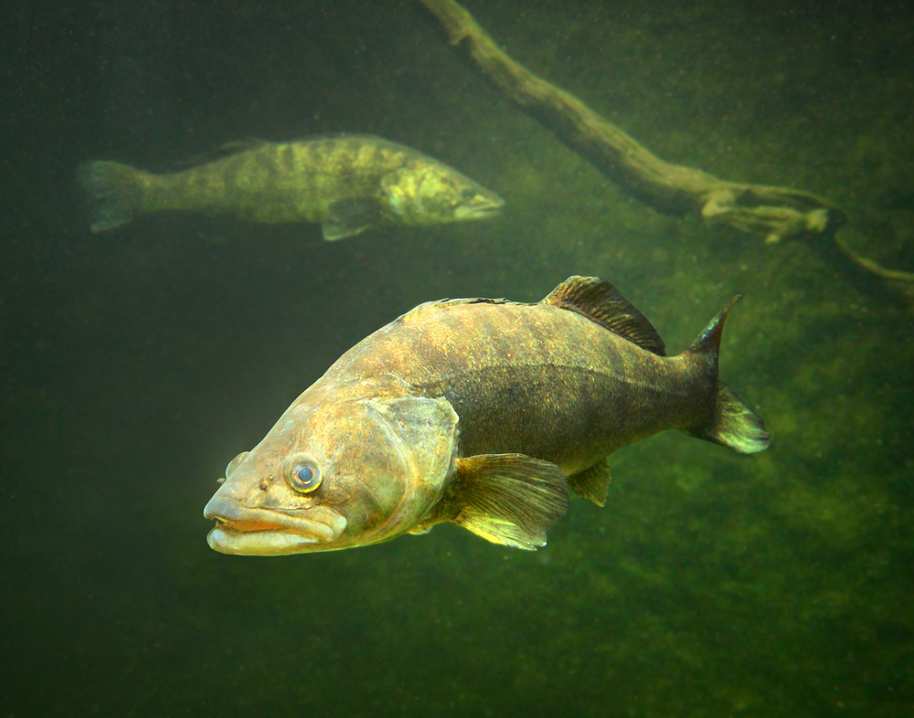 The Zander or Pike-perch (Sander lucioperca). Underwater photography from fresh water lake.